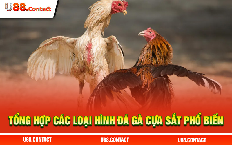Tổng hợp các loại hình đá gà cựa sắt phổ biến