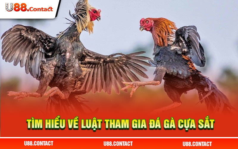 Tìm hiểu chi tiết về luật tham gia đá gà cựa sắt cơ bản
