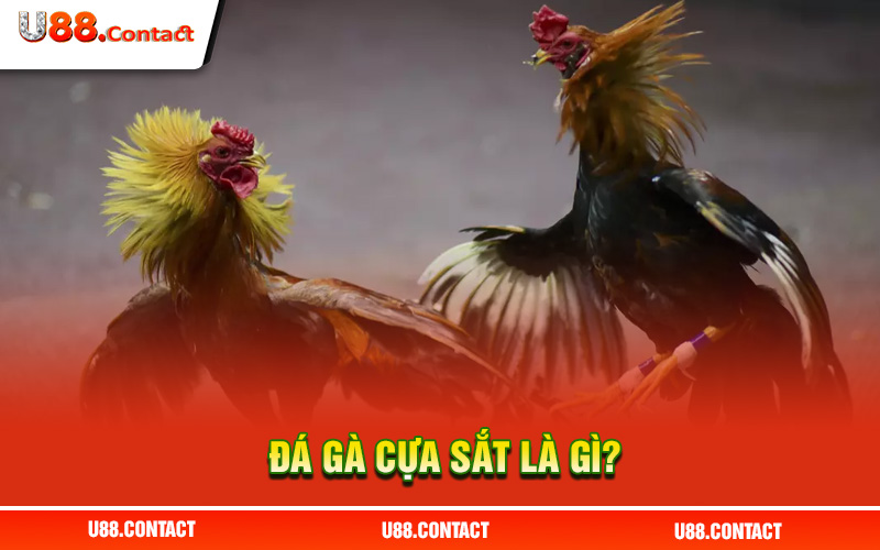 Đá gà cựa sắt là gì?